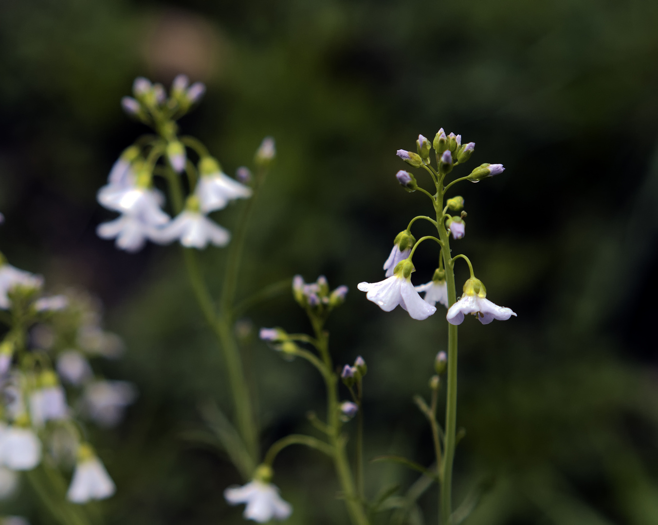 Cardamine