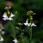 Cardamine