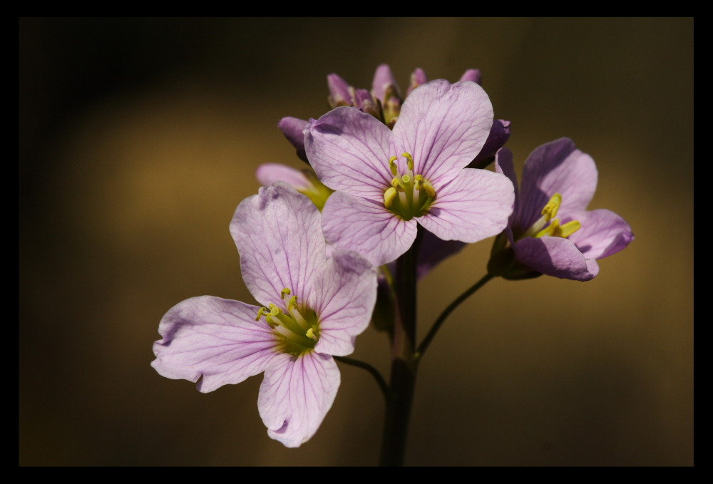 Cardamine des près