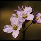 Cardamine des près