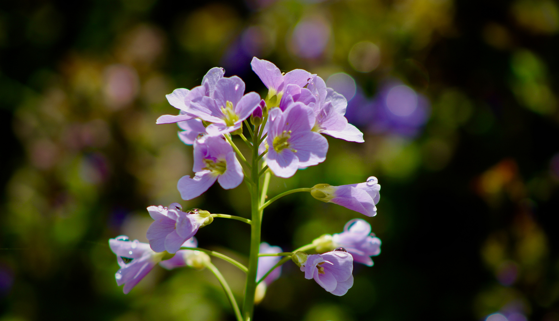 ... cardamine des prés !!!...