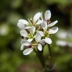 cardamine hirsute (Behaartes Schaumkraut)