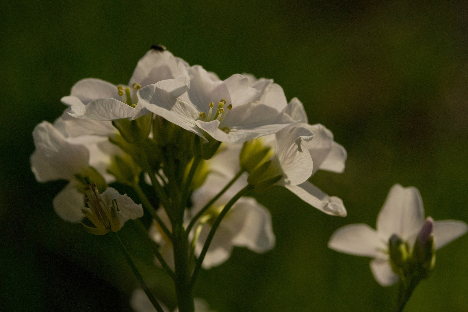 Cardamine ou cresson des prés