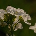 Cardamine ou cresson des prés