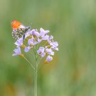 Cardamine pratensi, der Leckerbissen unter den Wildkräutern