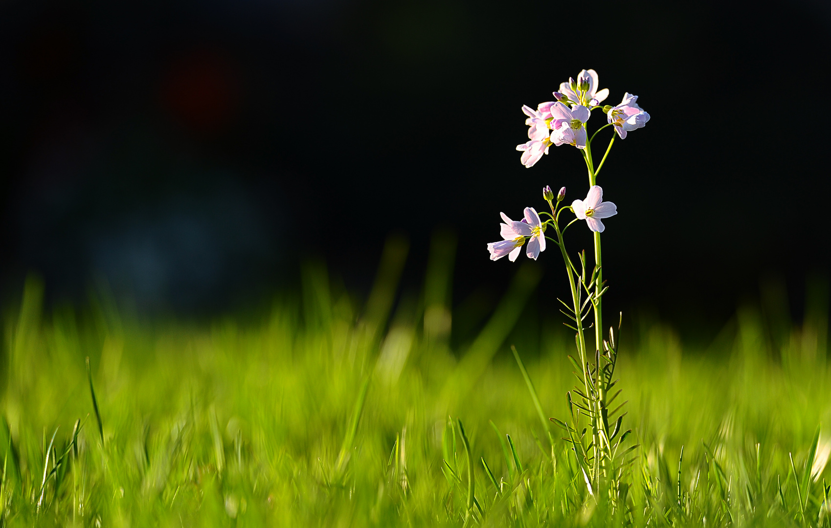 Cardamine pratensis