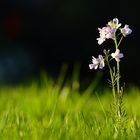 Cardamine pratensis