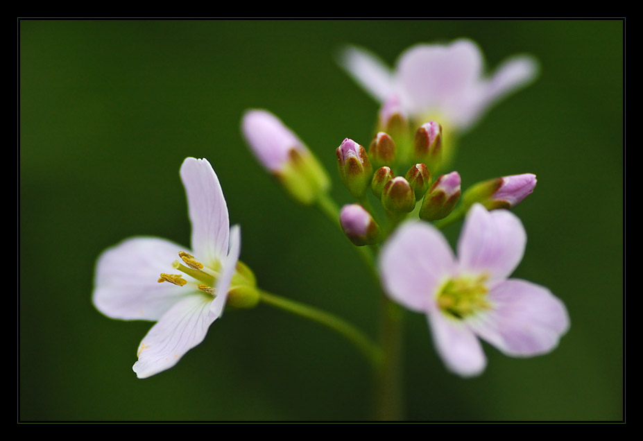 | Cardamine pratensis |