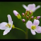 | Cardamine pratensis |