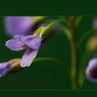 Cardamine pratensis