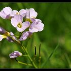 Cardamine pratensis