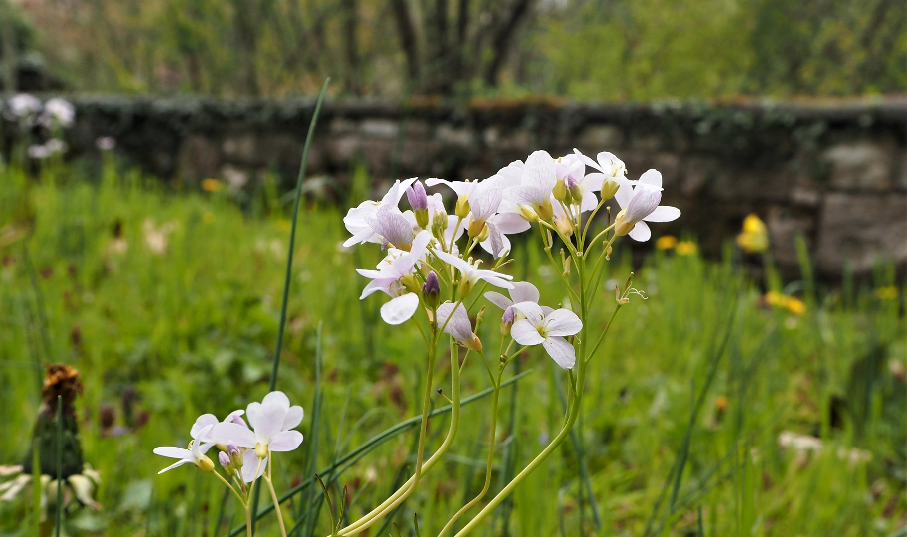 Cardamine pratensis