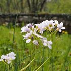 Cardamine pratensis