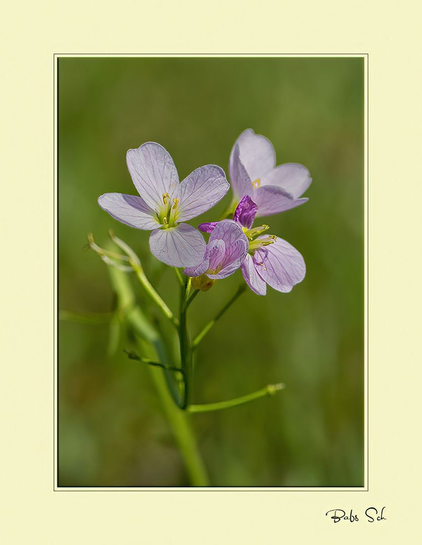 Cardamine pratensis