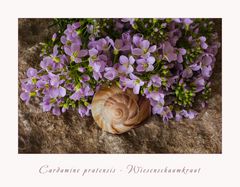 Cardamine pratensis - Rosa-lila Blütenschaum.....