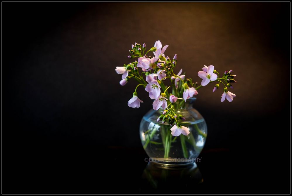 Cardamine pratensis (Wiesenschaumkraut)