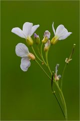 Cardamine pratensis - Wiesenschaumkraut...