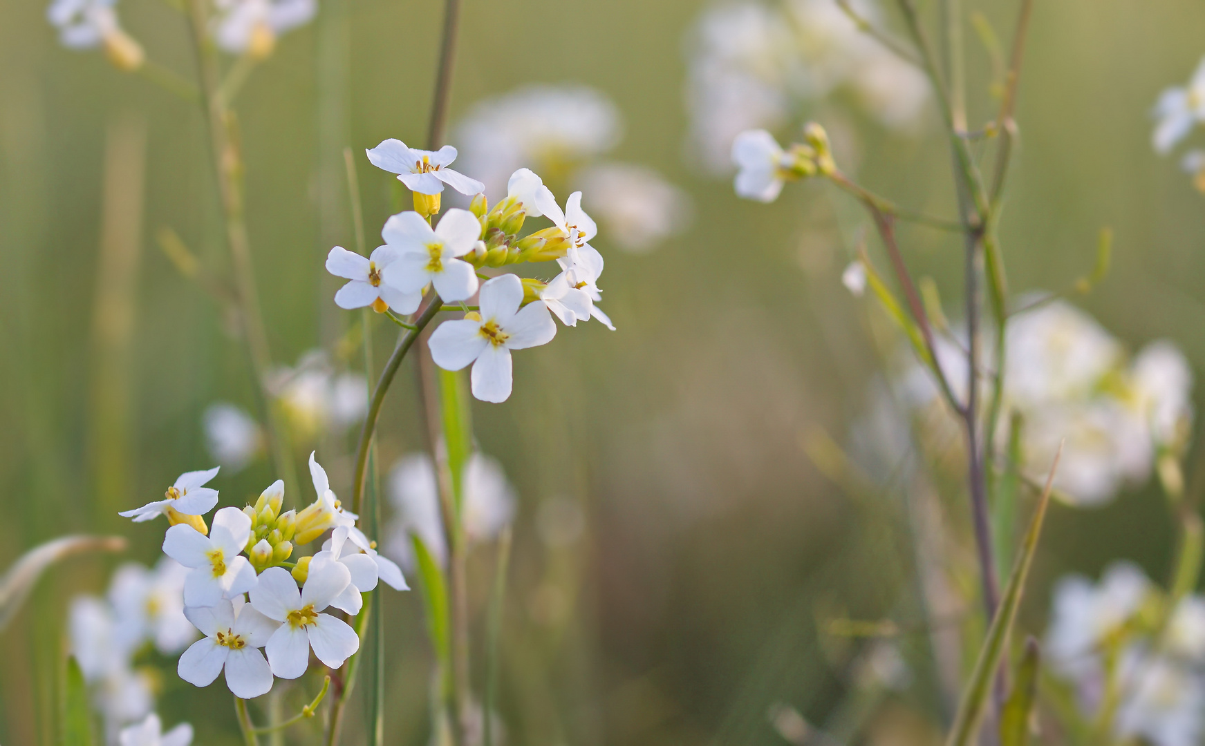 Cardamine pratensis - Wiesenschaumkraut