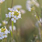 Cardamine pratensis - Wiesenschaumkraut