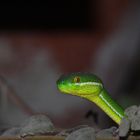 Cardamom Mountains Green Pitviper 2