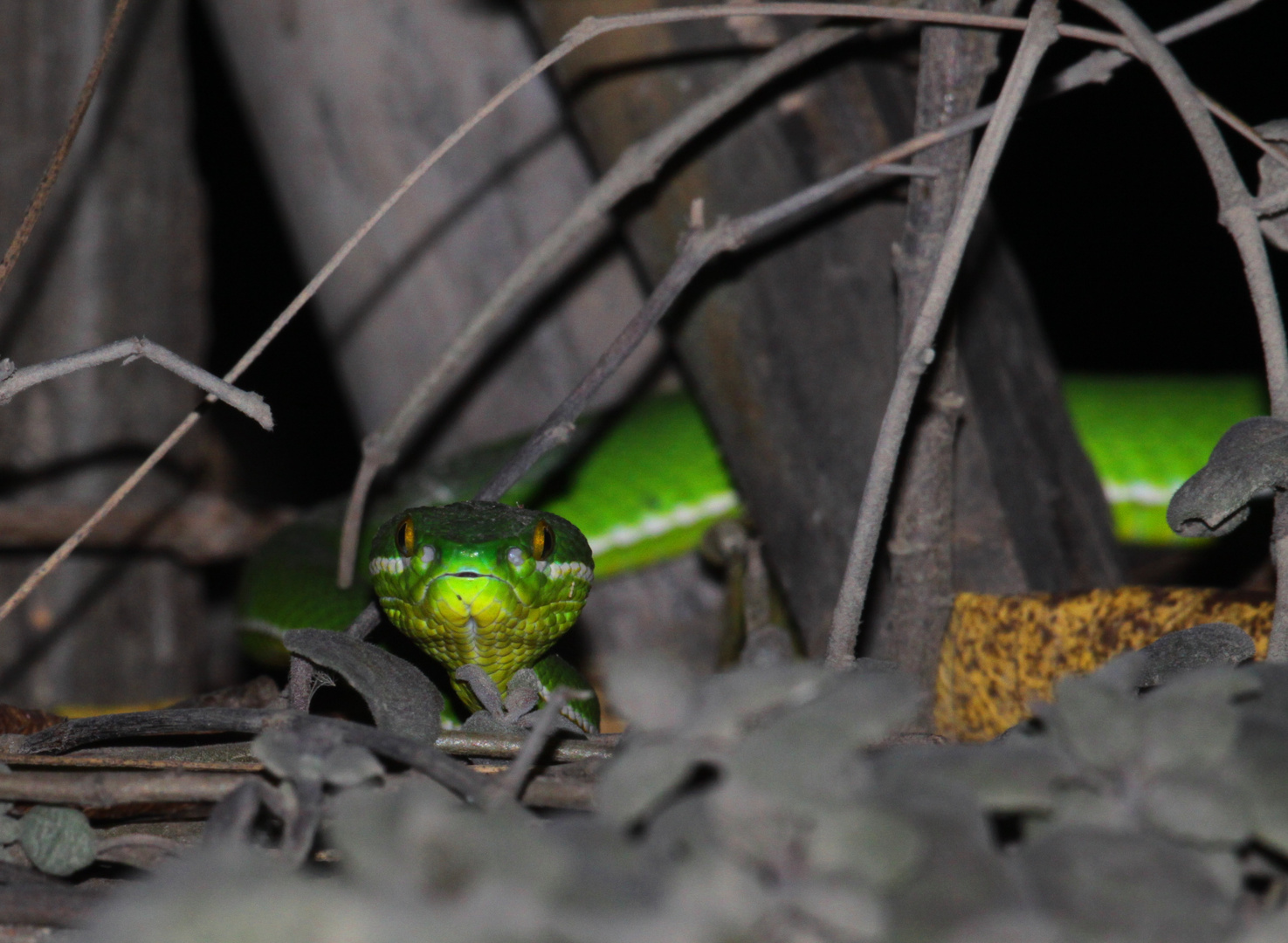 Cardamom Mountains Green Pitviper