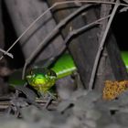 Cardamom Mountains Green Pitviper