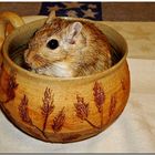 Cardamom - The little gerbil