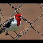 Cardeal-do-nordeste (Paroaria dominicana) II