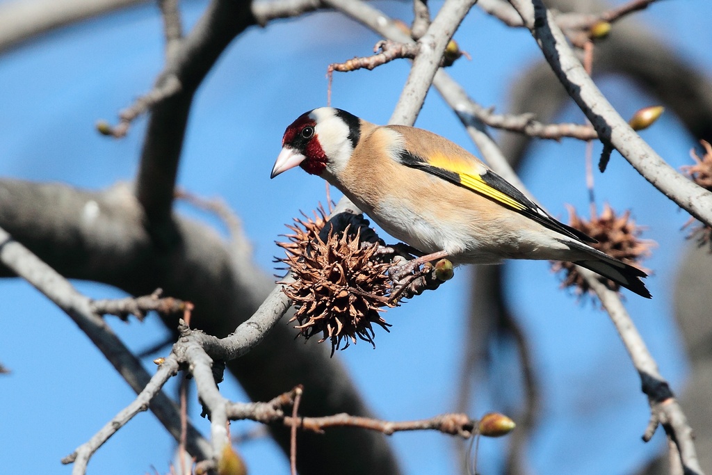 Cardellino