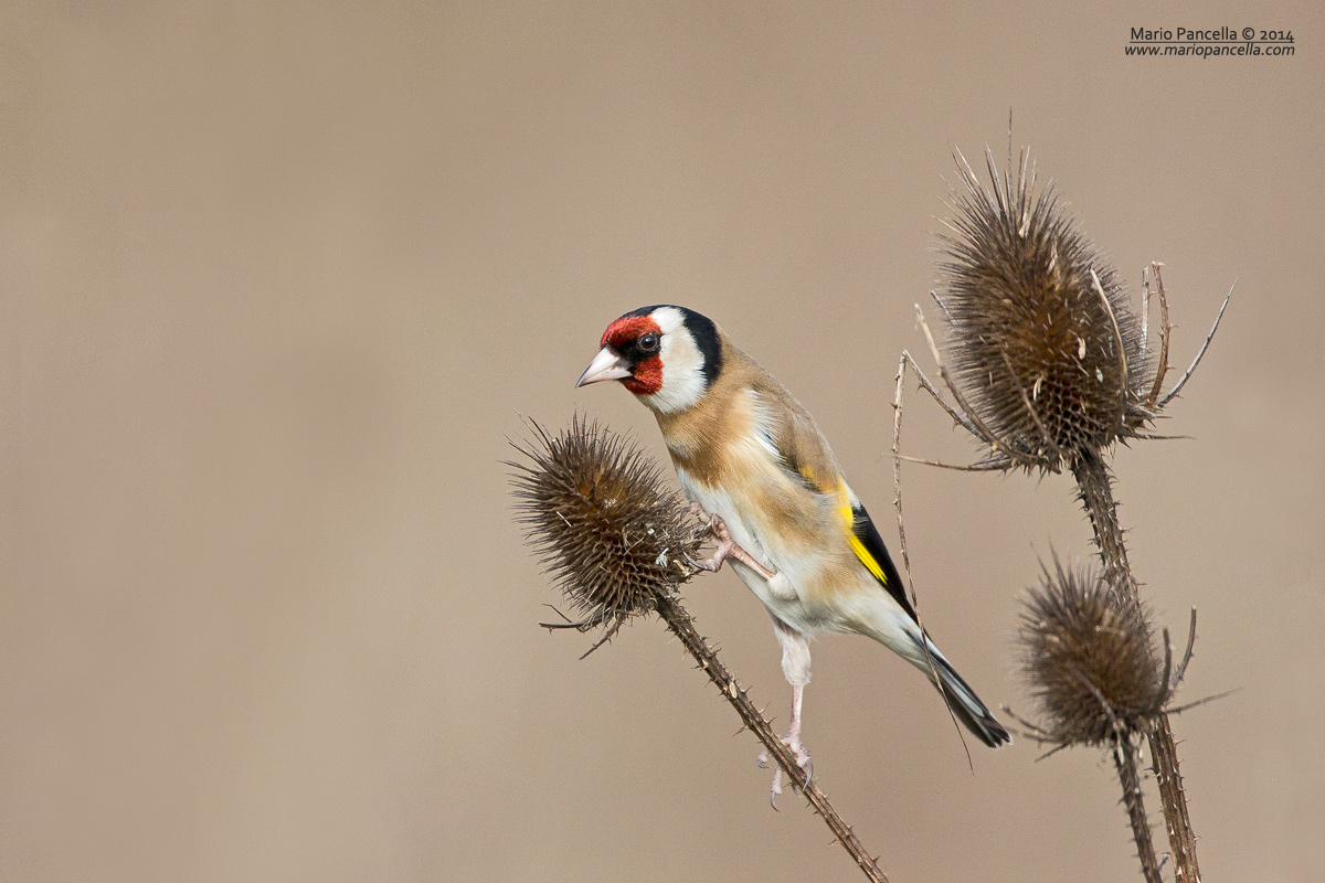 Cardellino maschio