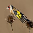 Cardellino maschio-Carduelis carduelis