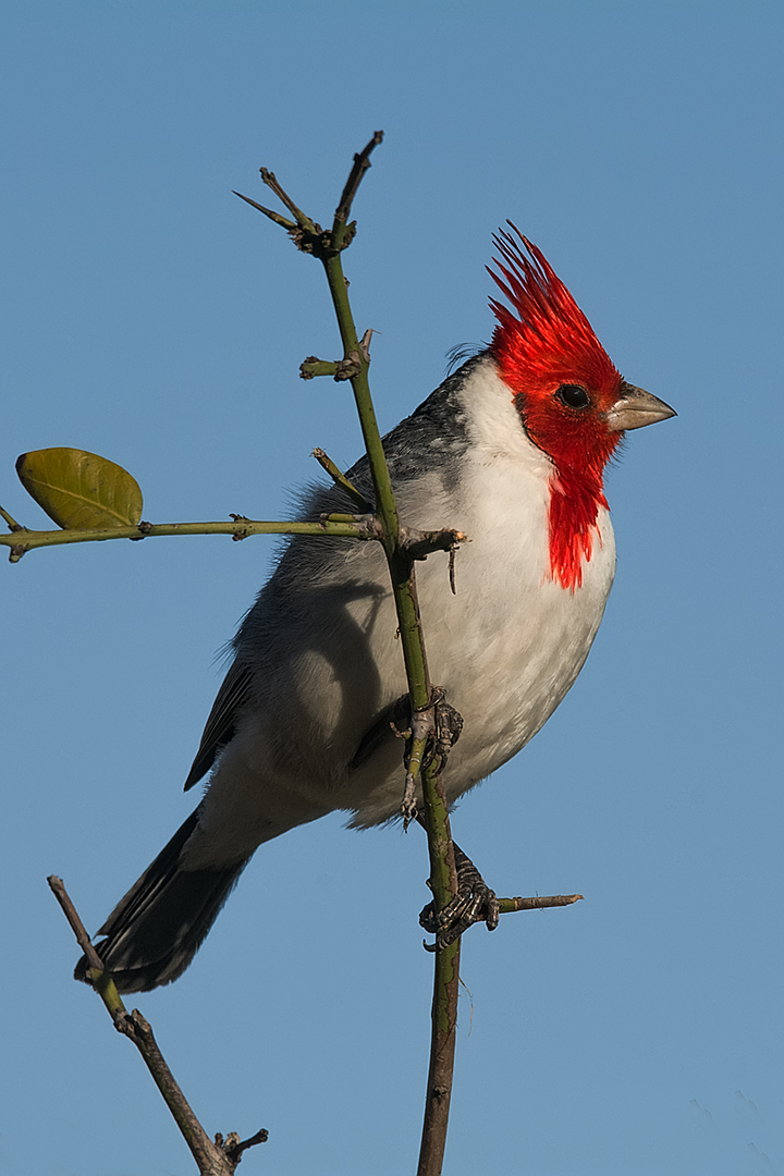 Cardenal