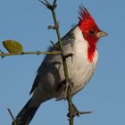 Cardenal