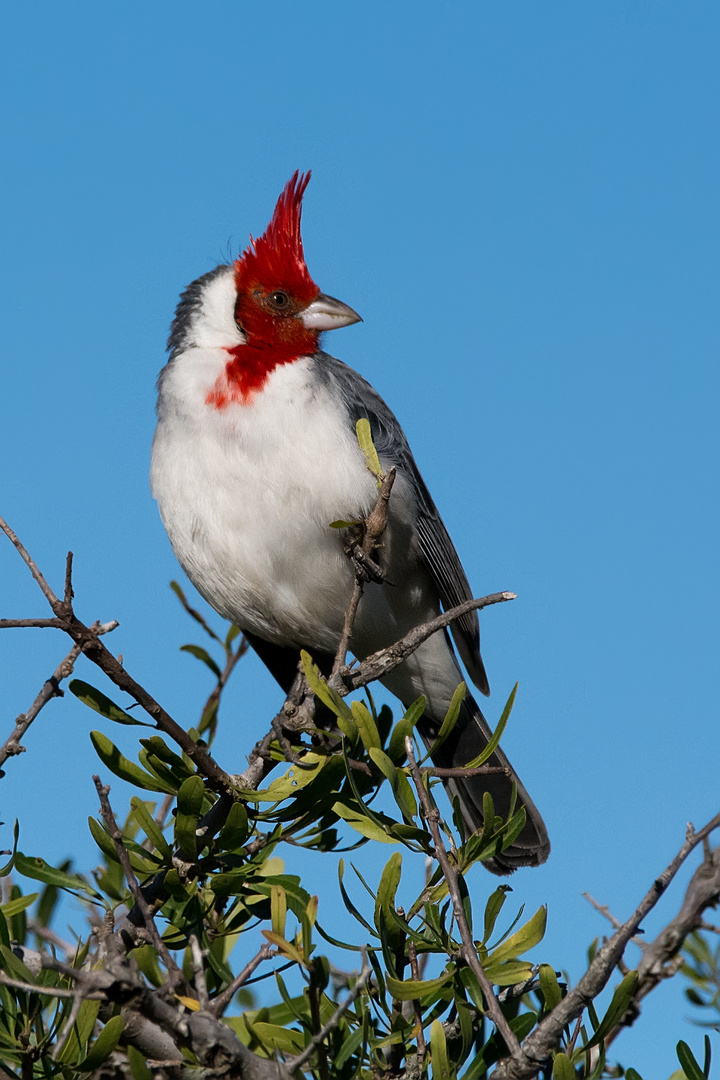 Cardenal