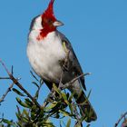 Cardenal