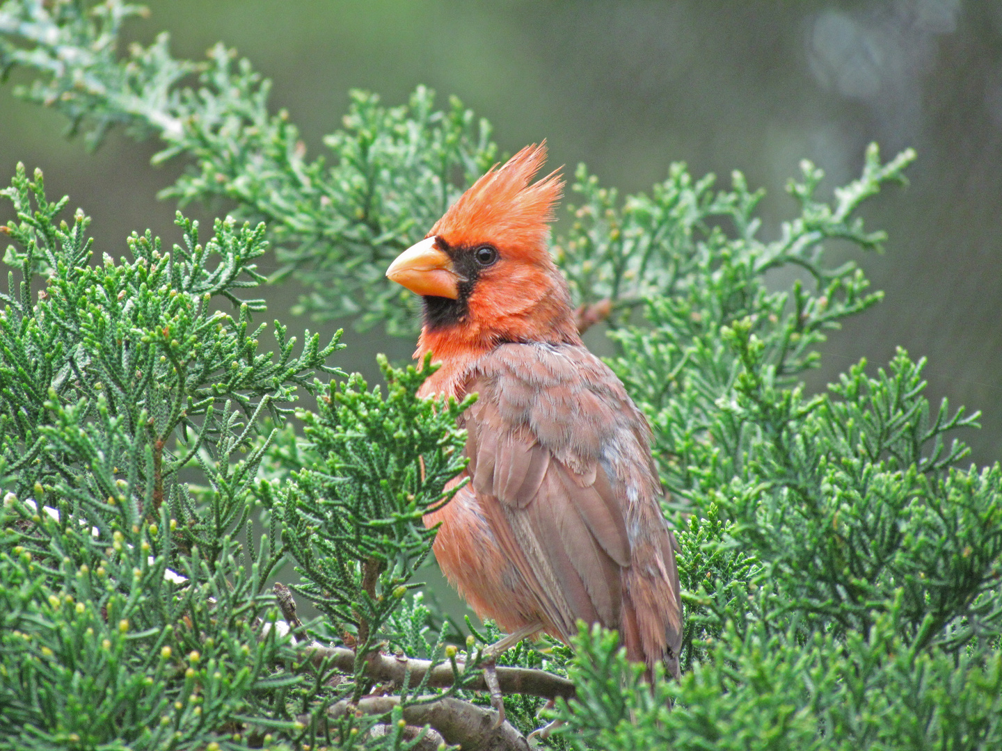 Cardenal