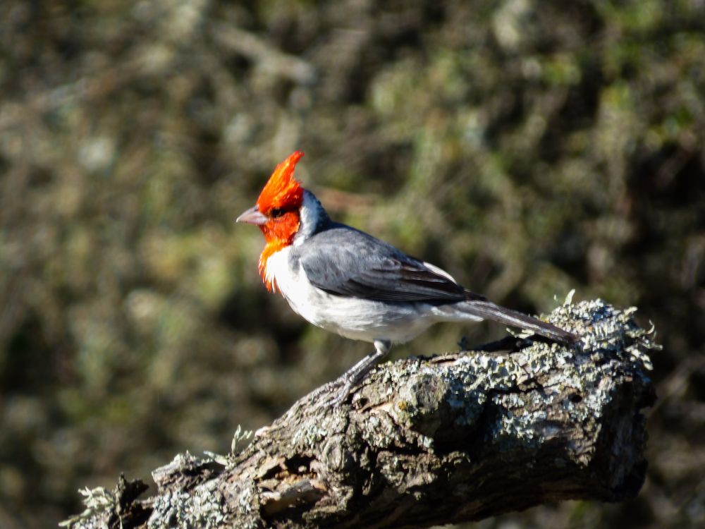 Cardenal común (Paroaria coronata)