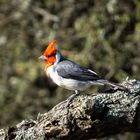 Cardenal común (Paroaria coronata)