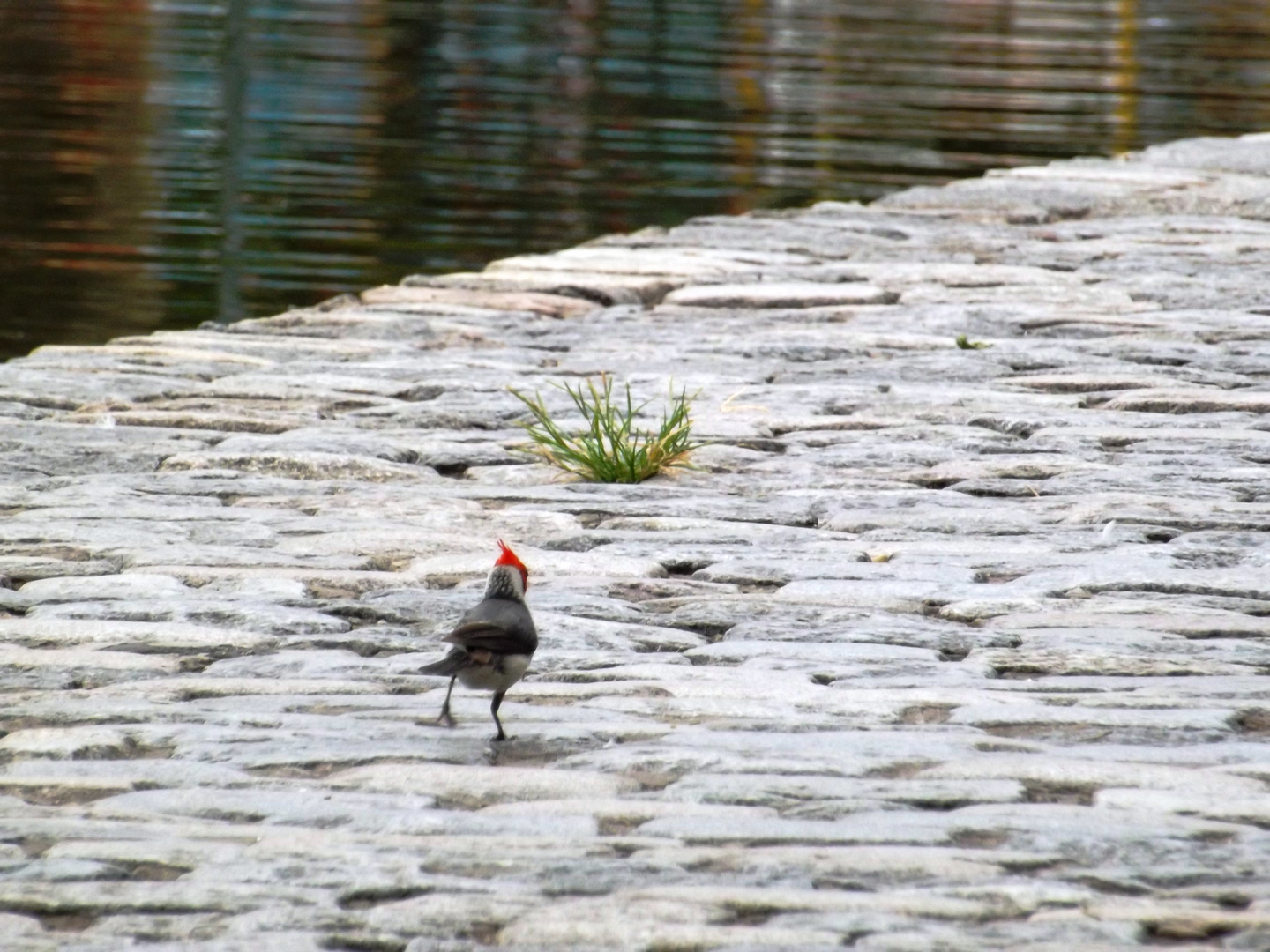 Cardenal en retirada