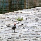 Cardenal en retirada