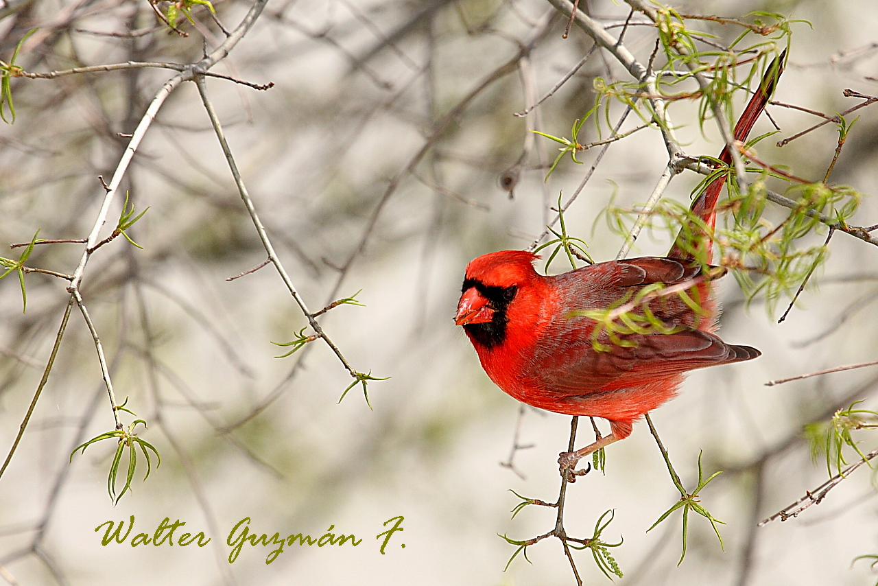 Cardenal