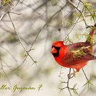 Cardenal