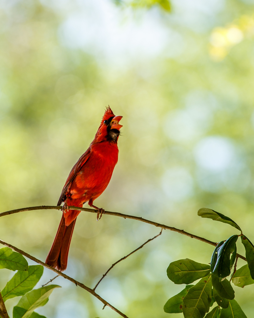 Cardenal Rojo