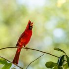 Cardenal Rojo