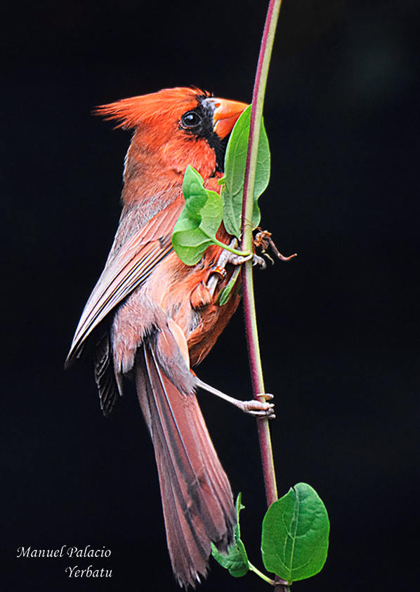 Cardenal rojo - Cardinalis cardinalis