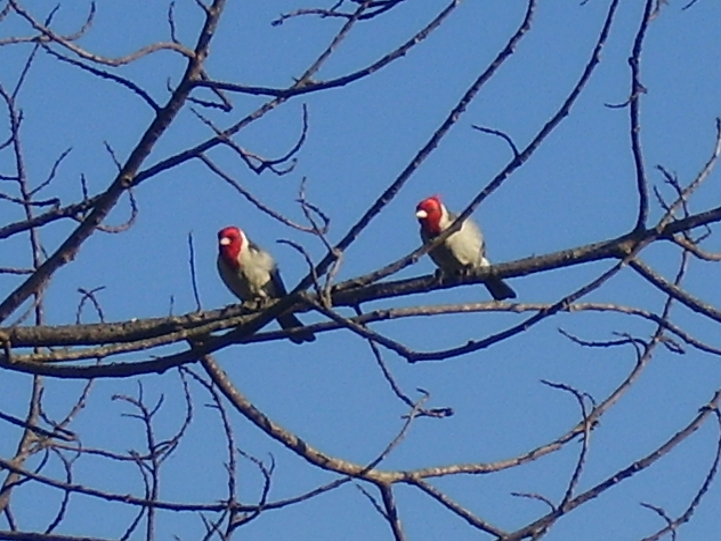 cardenales