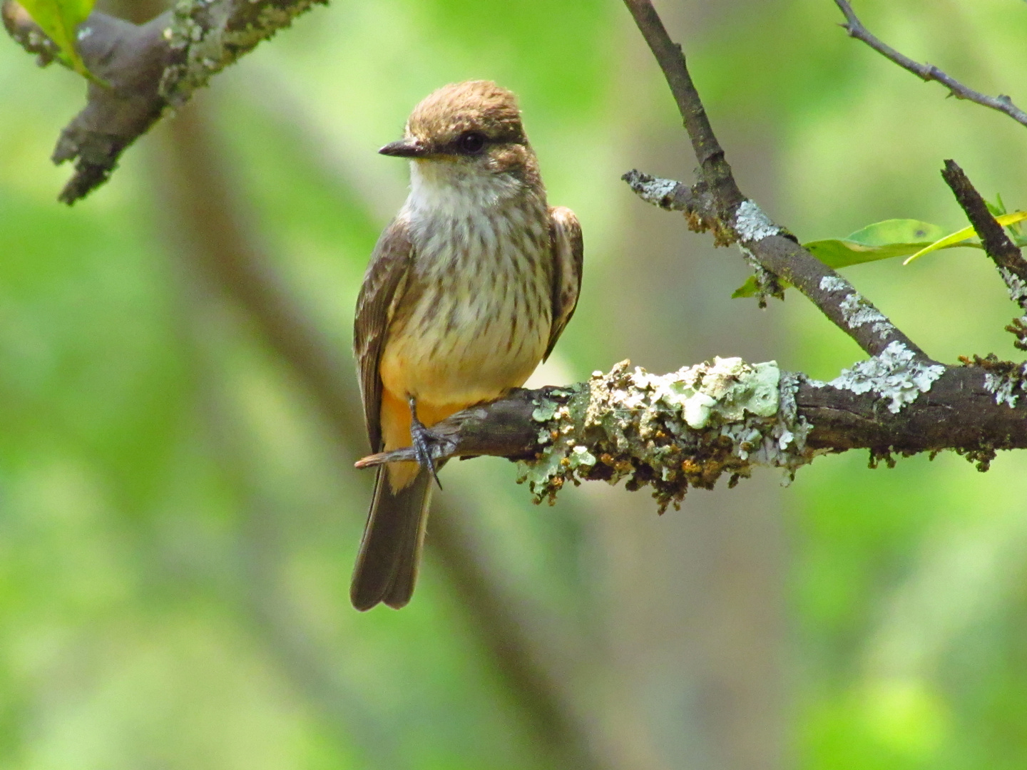 cardenalito hembra