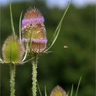 Cardère des champs (ou cabaret des oiseaux) ....et son visiteur volant...!