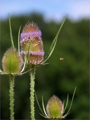 Cardère des champs (ou cabaret des oiseaux) ....et son visiteur volant...!