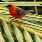 cardinal